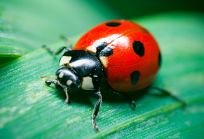 Ladybug
