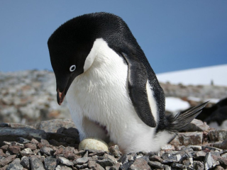 Penguin
